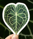 Anthurium clarinervium Sticker