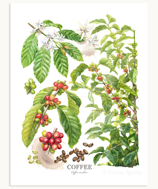 Coffee Print - Large
