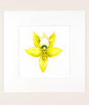 Cycnoches warscewiczii - Original Watercolor