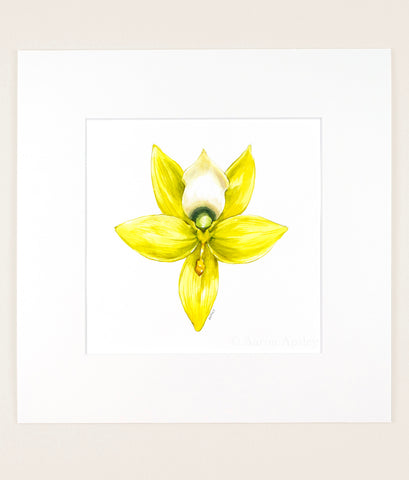 Cycnoches warscewiczii - Original Watercolor