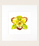 Cymbidium Vidar 'Harlequin' - Original Watercolor