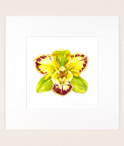 Cymbidium Vidar 'Harlequin' - Original Watercolor