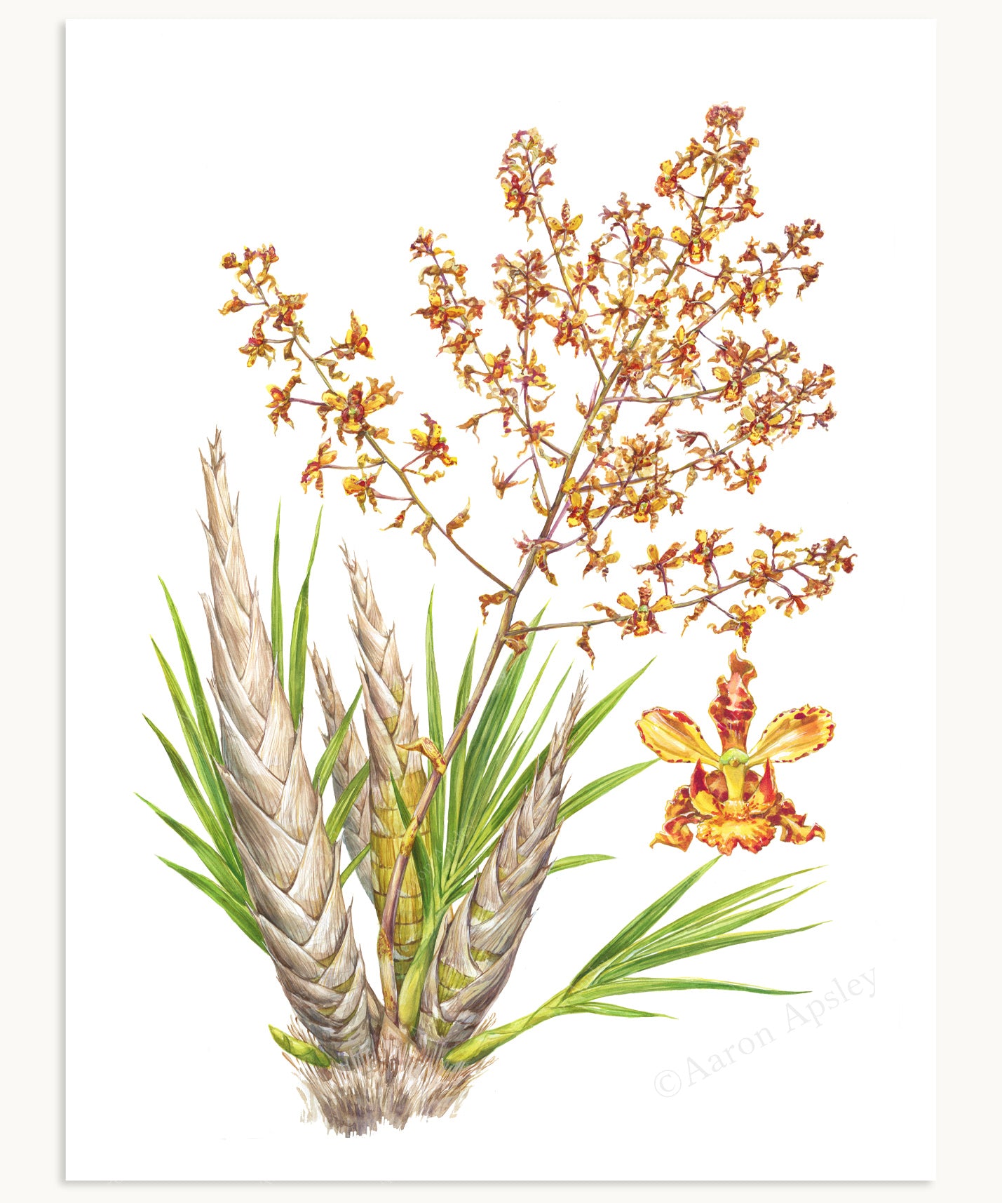 Cyrtopodium punctatum Print