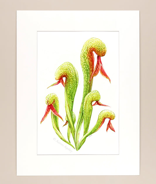 Darlingtonia californica - Original Watercolor