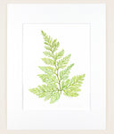 Davallia fejeensis - Original Watercolor