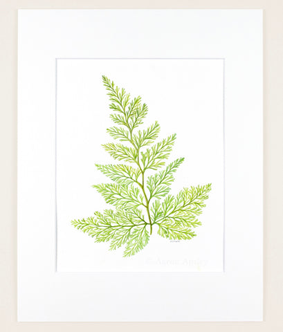 Davallia fejeensis - Original Watercolor