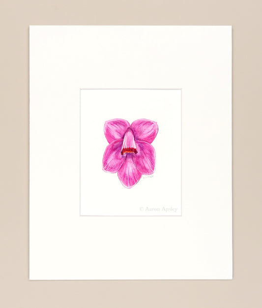 Dendrobium cuthbertsonii - Original Watercolor