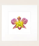 Dendrobium Salaya Candy - Original Watercolor