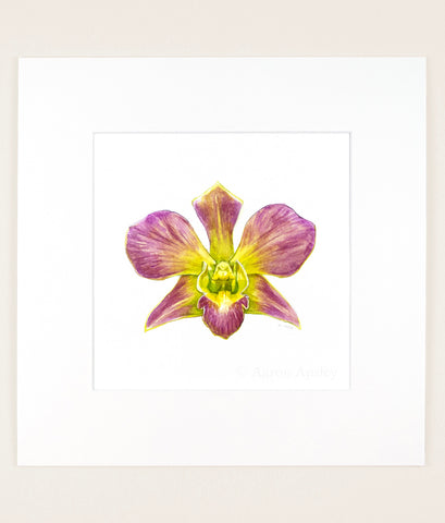 Dendrobium Salaya Candy - Original Watercolor