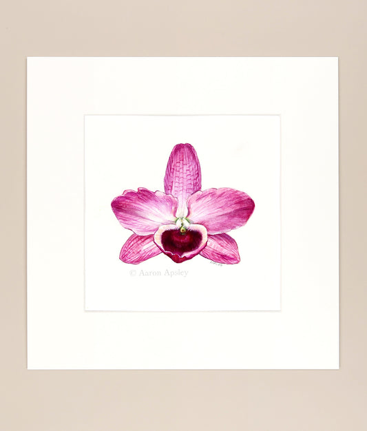 Dendrobium nobile - Original Watercolor