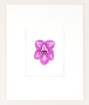 Dendrobium cuthbertsonii - Original Watercolor