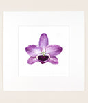 Dendrobium nobile - Original Watercolor