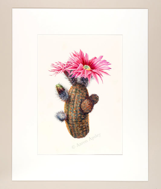 Echinocereus reichenbachii - Original Watercolor