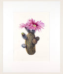 Echinocereus reichenbachii - Original Watercolor