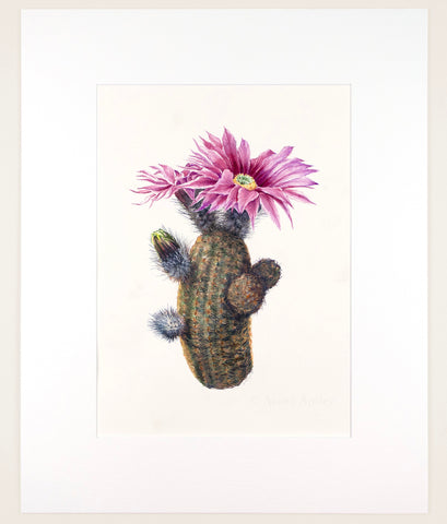 Echinocereus reichenbachii - Original Watercolor