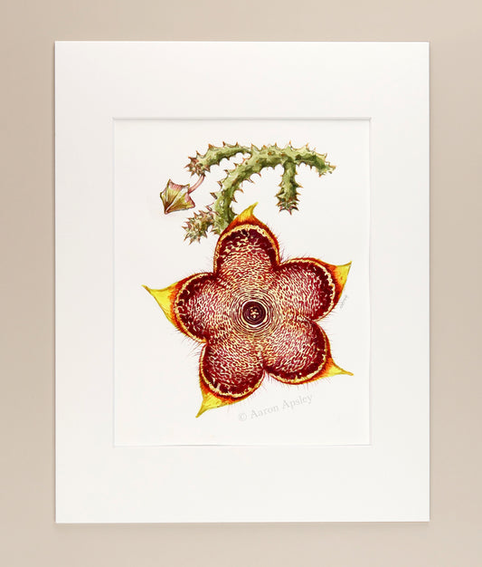 Edithcolea grandis - Original Watercolor
