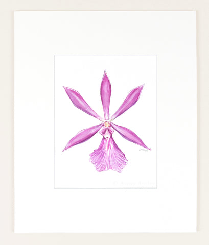 Encyclia adenocaula - Original Watercolor