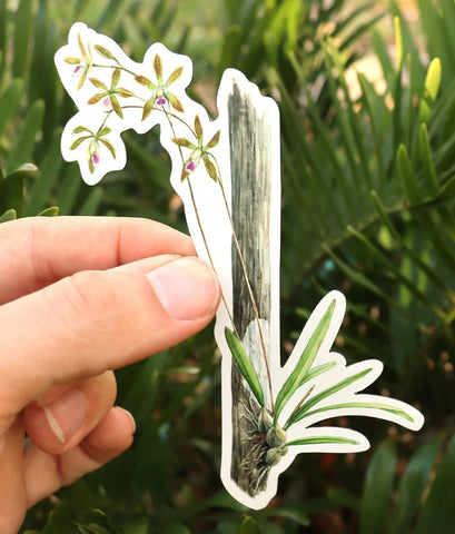 Encyclia Orchid Magnet