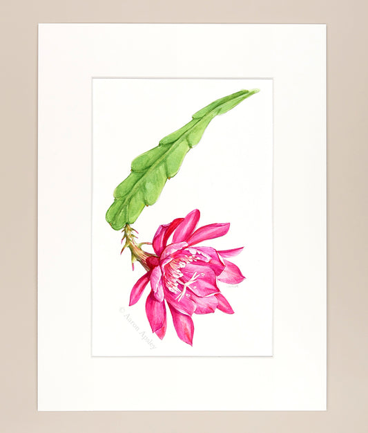 Epiphyllum - Original Watercolor