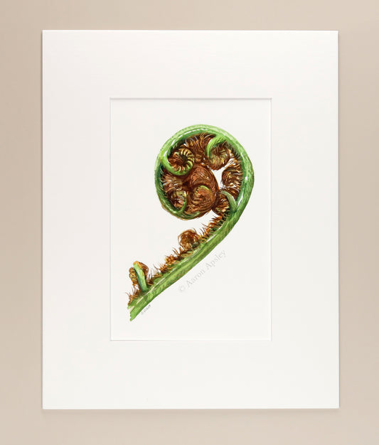 Tree Fern Fiddlehead - Original Watercolor