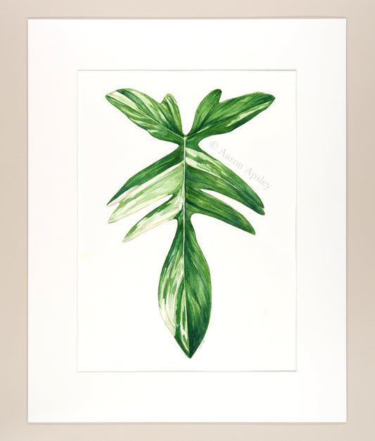 Philodendron 'Florida Beauty' - Original Watercolor