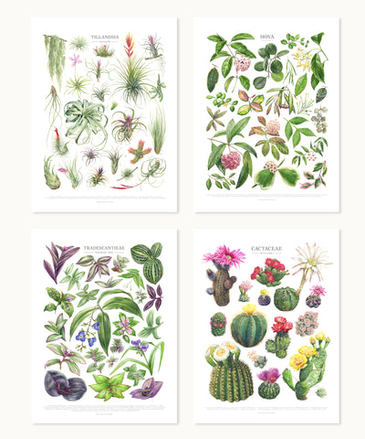 Flowering Houseplant Taxonomy Print Set
