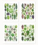 Foliage Houseplant Taxonomy Print Set