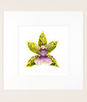 Galeopetalum Starburst - Original Watercolor