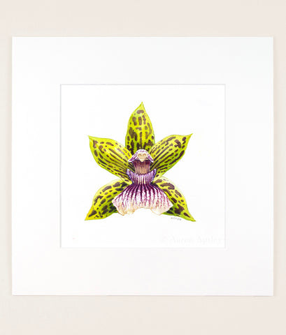 Galeopetalum Starburst - Original Watercolor