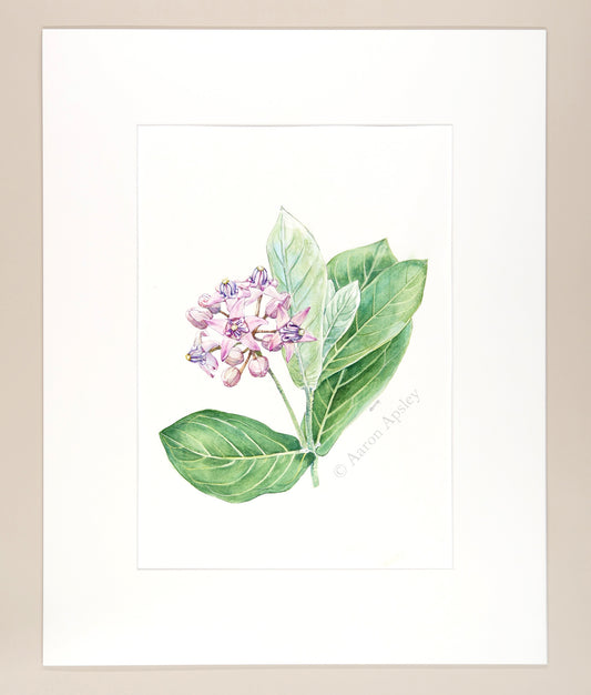 Calotropis gigantea - Original Watercolor