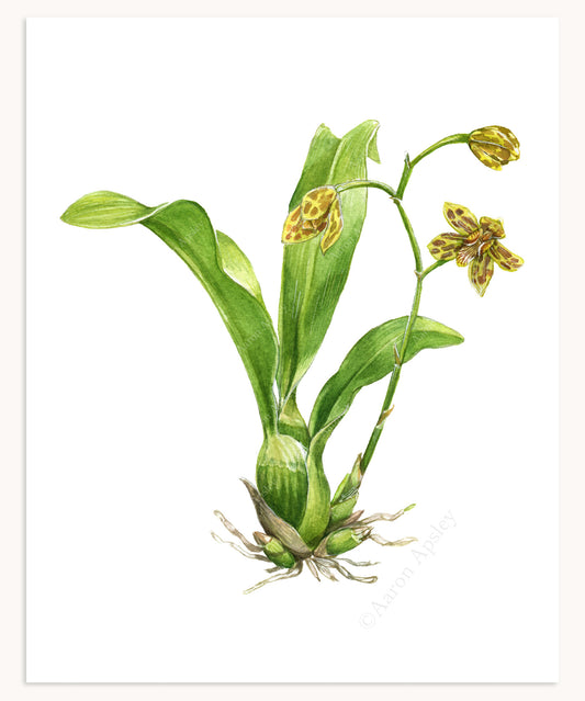 Grammatophyllum scriptum Print