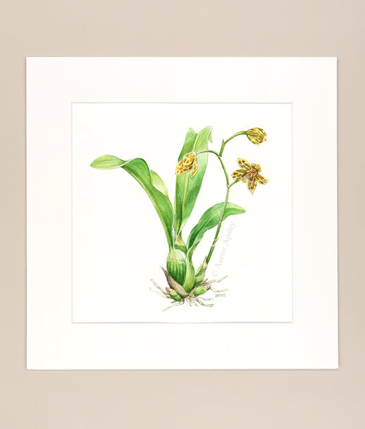 Grammatophyllum scriptum - Original Watercolor