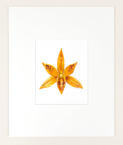 Guarianthe aurantiaca - Original Watercolor
