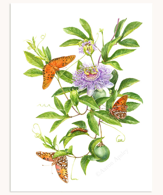 Gulf Frittillary Butterflies & Maypop Passionflower Print