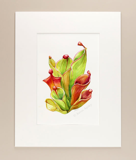 Heliamphora - Original Watercolor