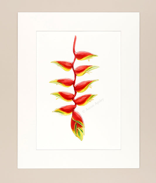 Heliconia rostrata - Original Watercolor