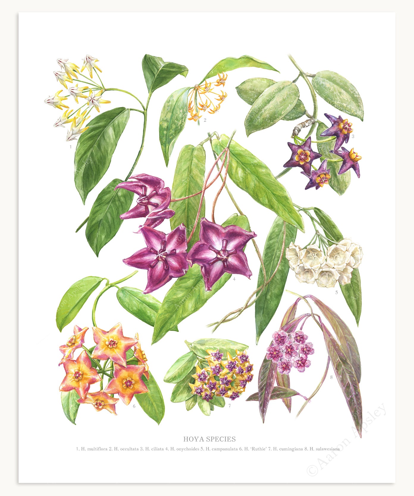Hoya Species Print (Small)