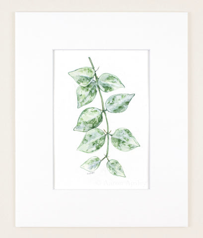 Hoya krohniana ‘Super Silver’ - Original Watercolor