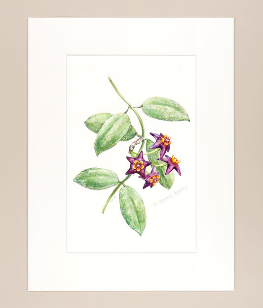 Hoya ciliata - Original Watercolor