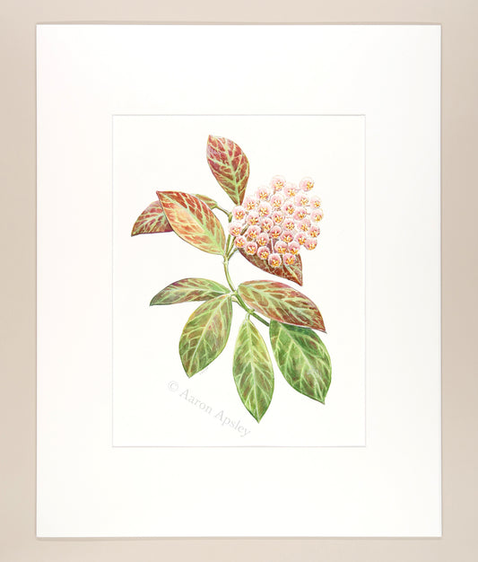 Hoya obscura - Original Watercolor