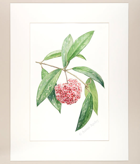 Hoya pubicalyx - Original Watercolor