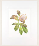 Hoya obscura - Original Watercolor