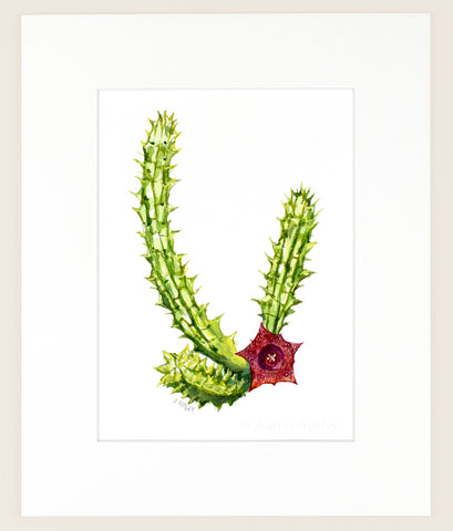 Huernia schneideriana - Original Watercolor