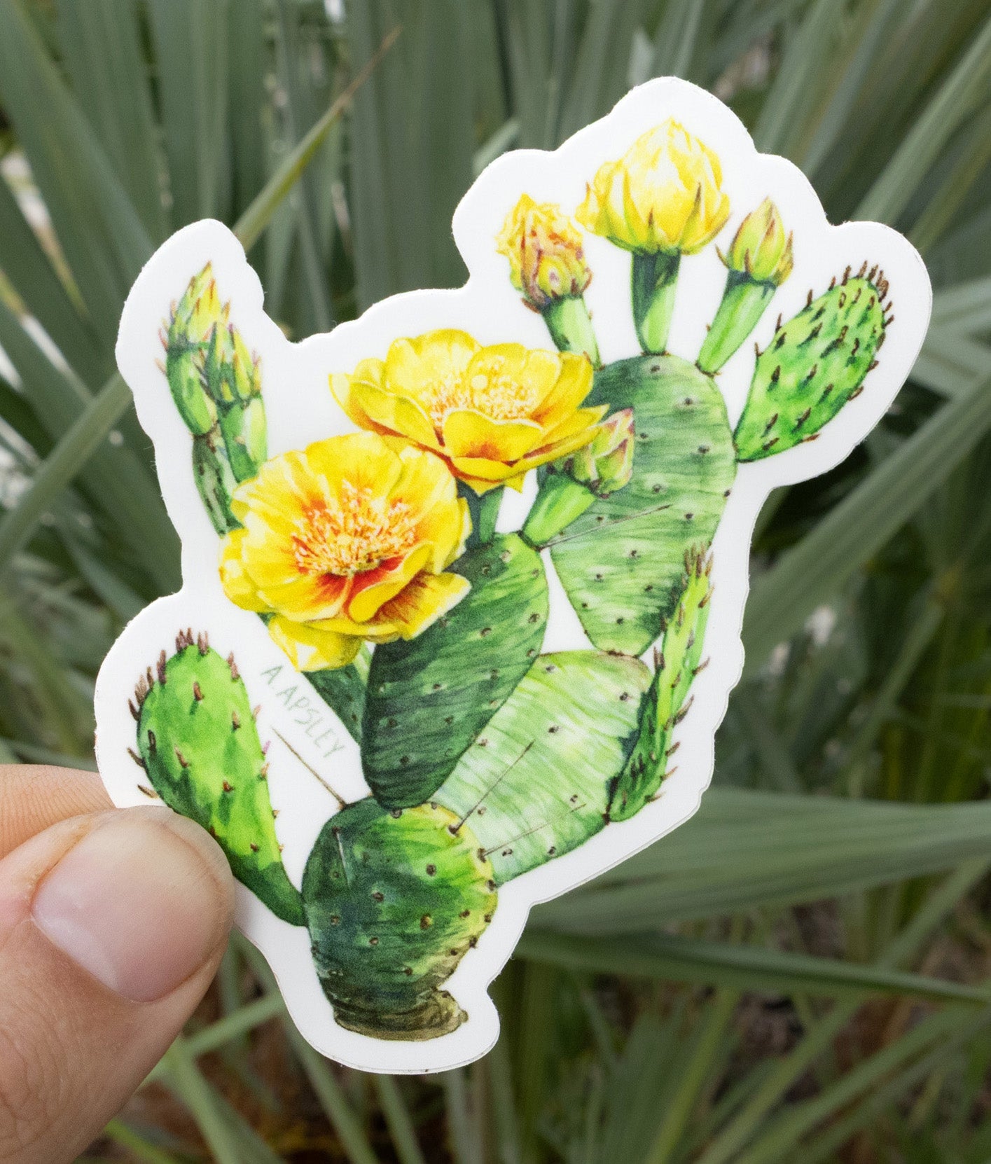 Opuntia humifusa Sticker