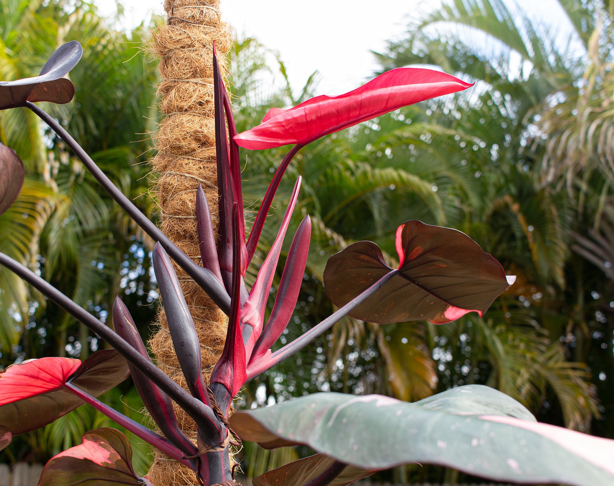 pink majesty philodendron Philodendron 'Pink Princess' Print – Aaron Apsley Artwork