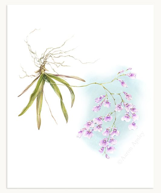 Ionopsis utricularioides Print