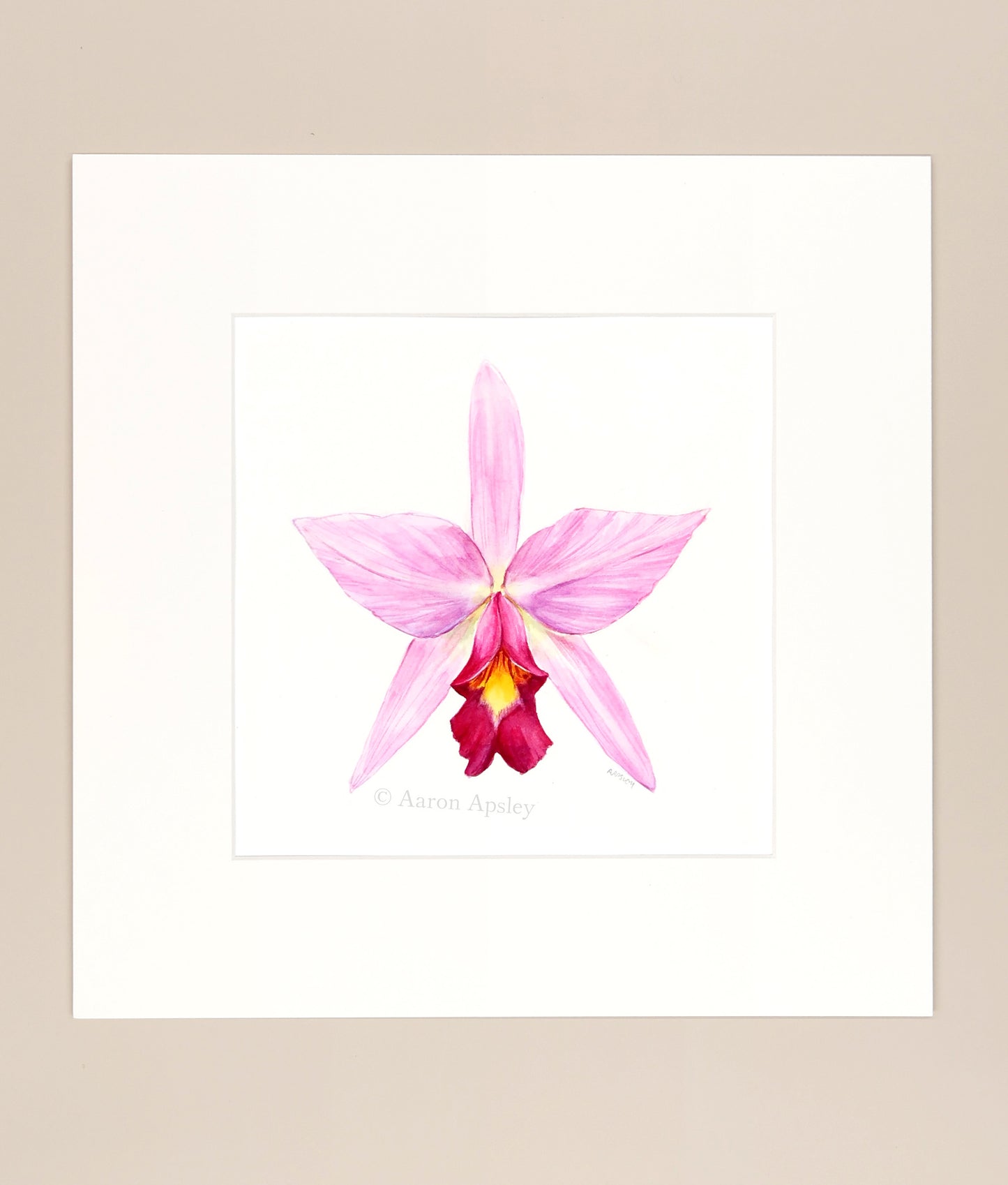 Laelia anceps - Original Watercolor