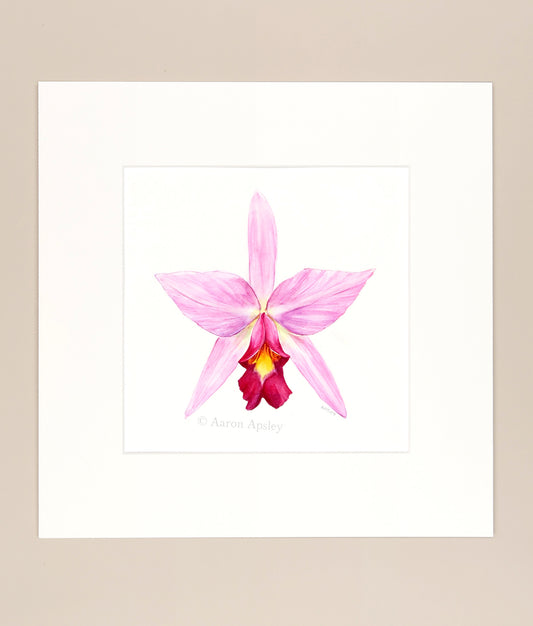 Laelia anceps - Original Watercolor