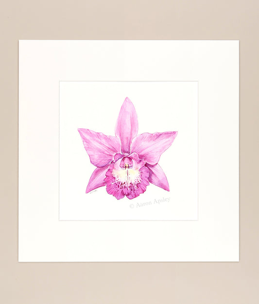 Brassocatanthe Little Mermaid - Original Watercolor