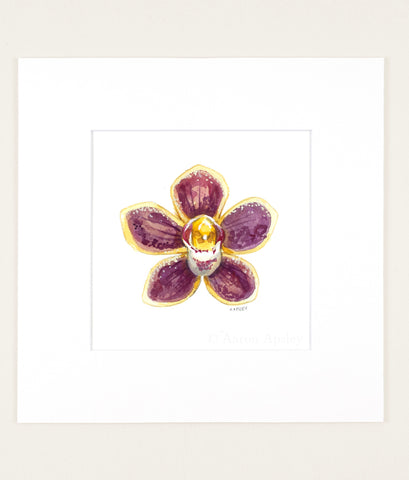 Chiloschista lunifera - Original Watercolor